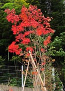 コハウチワカエデ。日当りの良い場所に植栽したため、秋には真っ赤な紅葉が見られます。