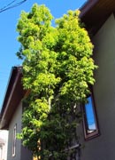 ウラジロガシ。太陽の光を受け輝く緑が美しい。常緑樹のため、１年中緑を楽しむ事が出来ます。