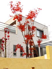 建物や塗り壁の淡いトーンに紅葉の赤が美しい。